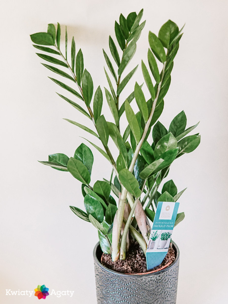 kwiatyagaty-zamioculcas-sredni-1
