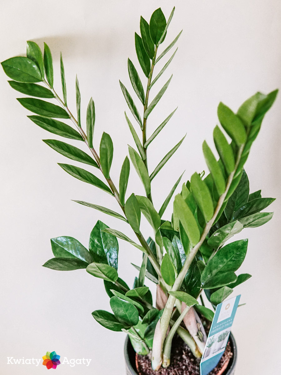 kwiatyagaty-zamioculcas-sredni-2