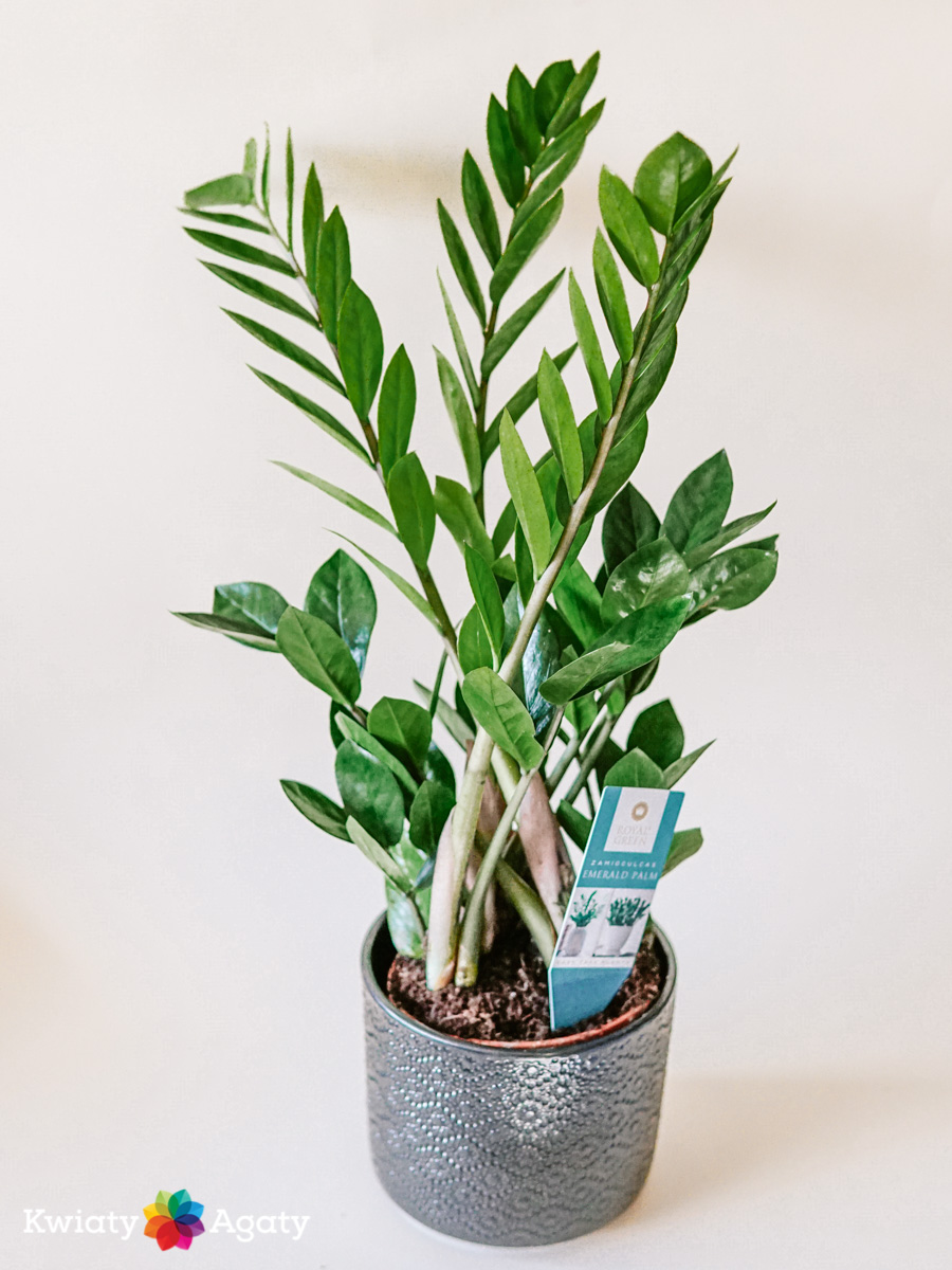 kwiatyagaty-zamioculcas-sredni