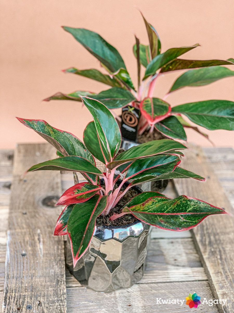 kwiatyagaty-aglaonema-crete-1
