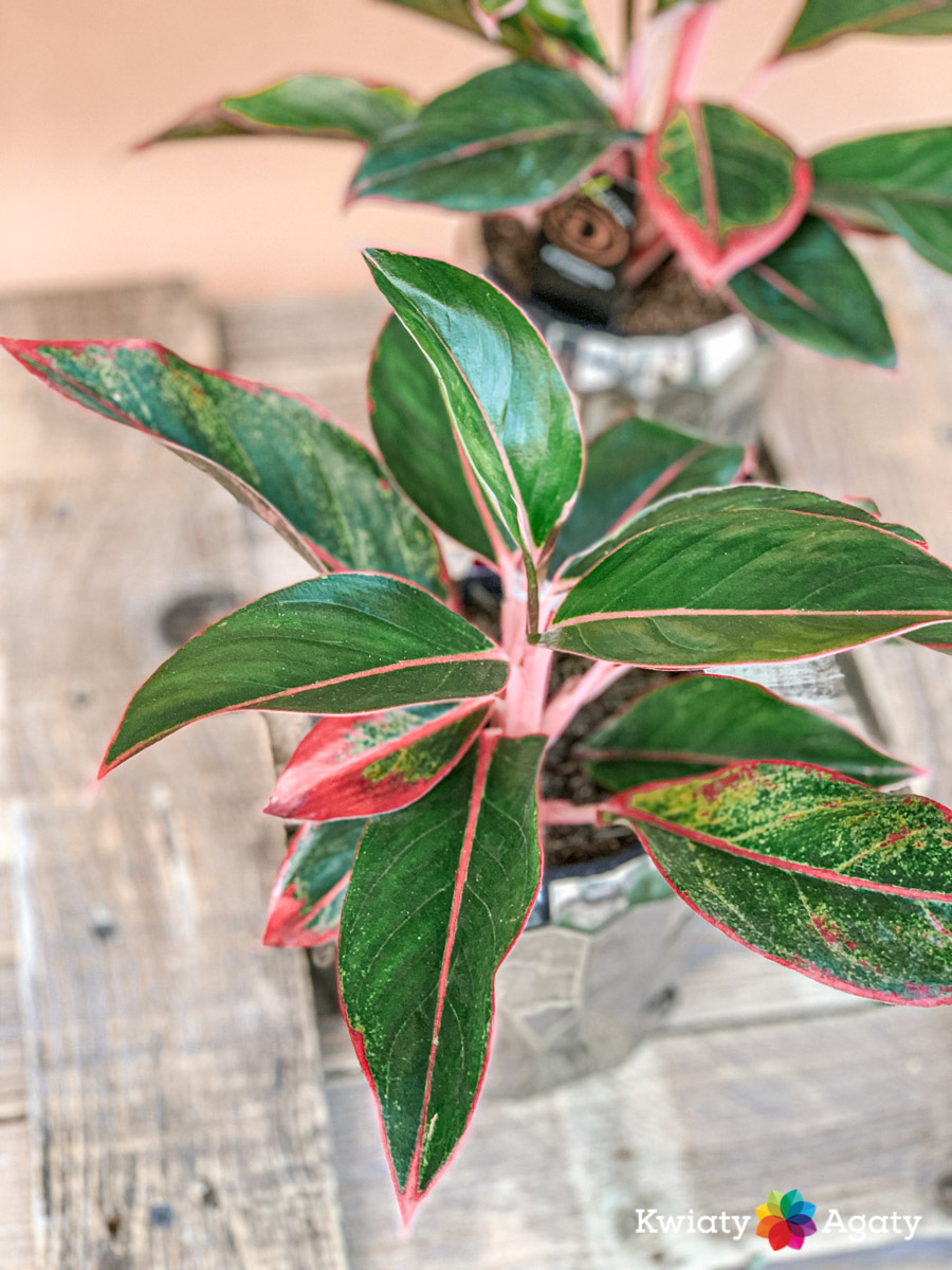 kwiatyagaty-aglaonema-crete-2
