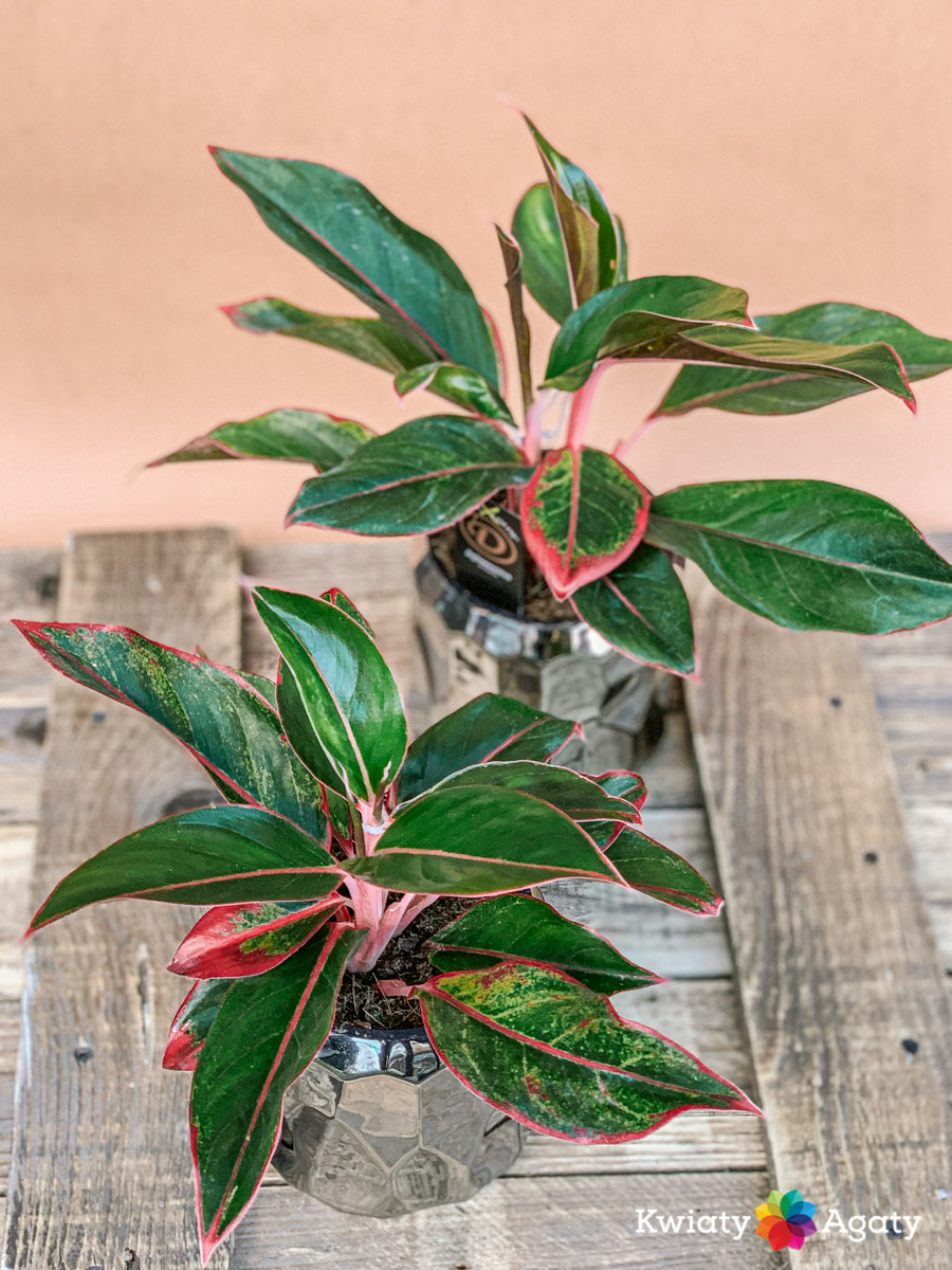 kwiatyagaty-aglaonema-crete