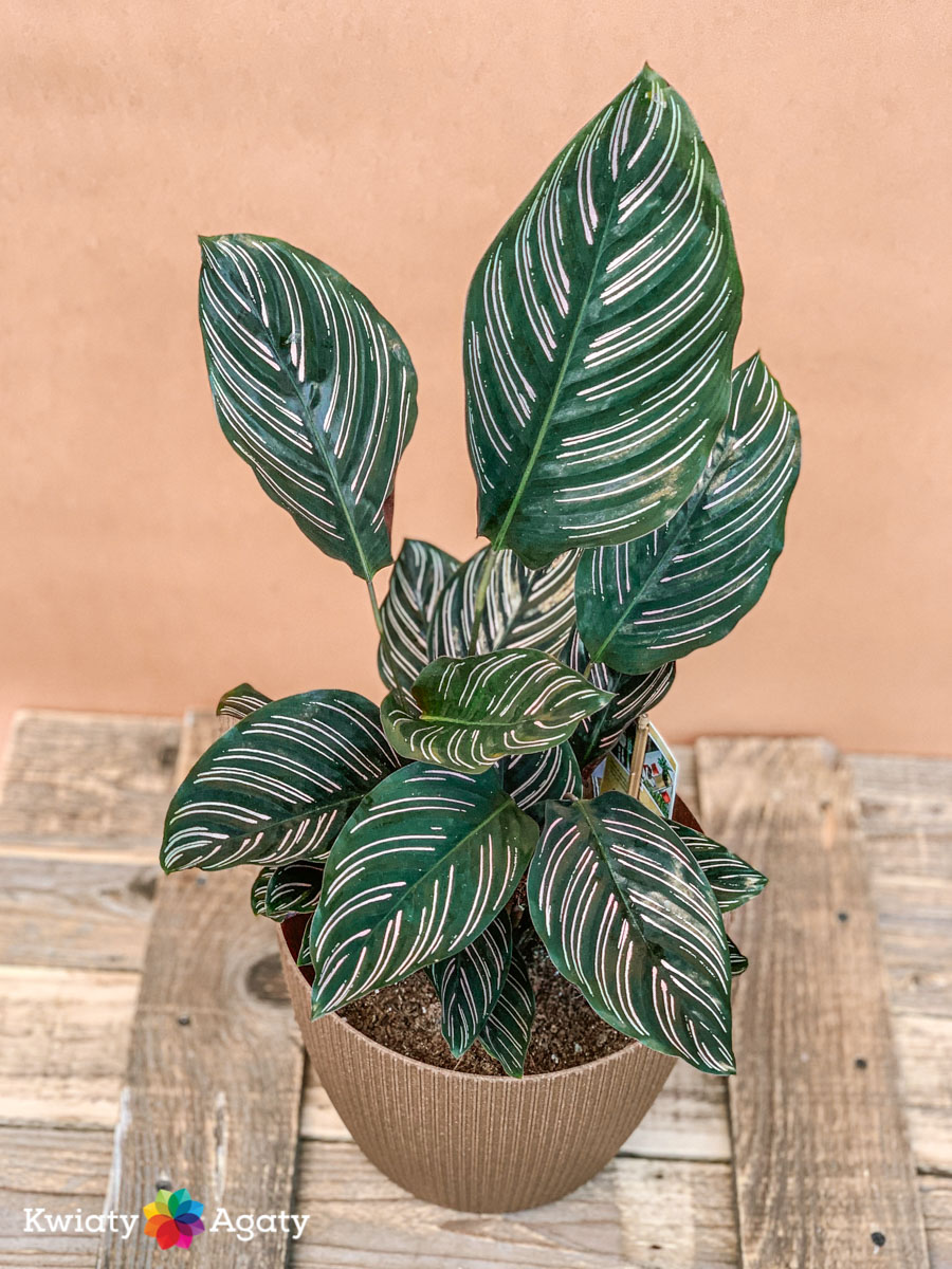 kwiatyagaty-calathea-sanderiana-1