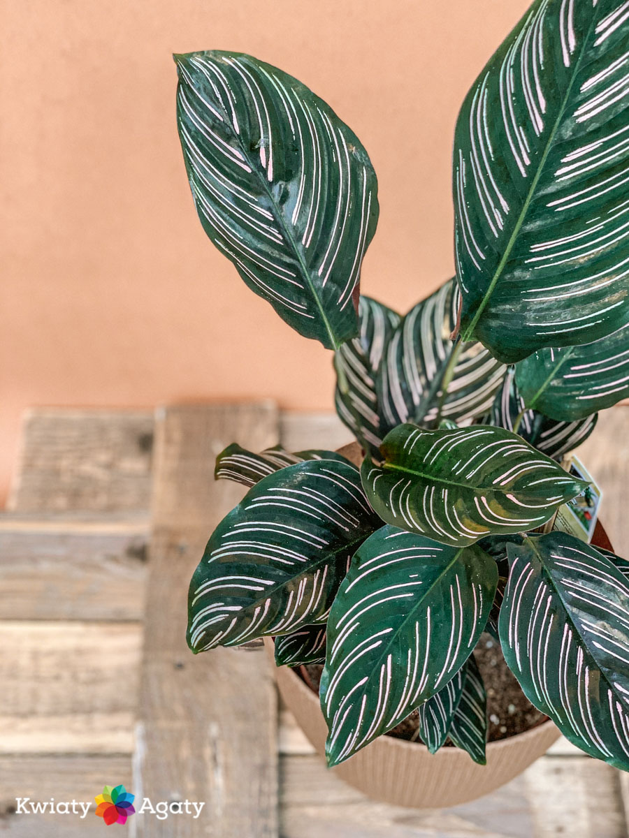 kwiatyagaty-calathea-sanderiana-3