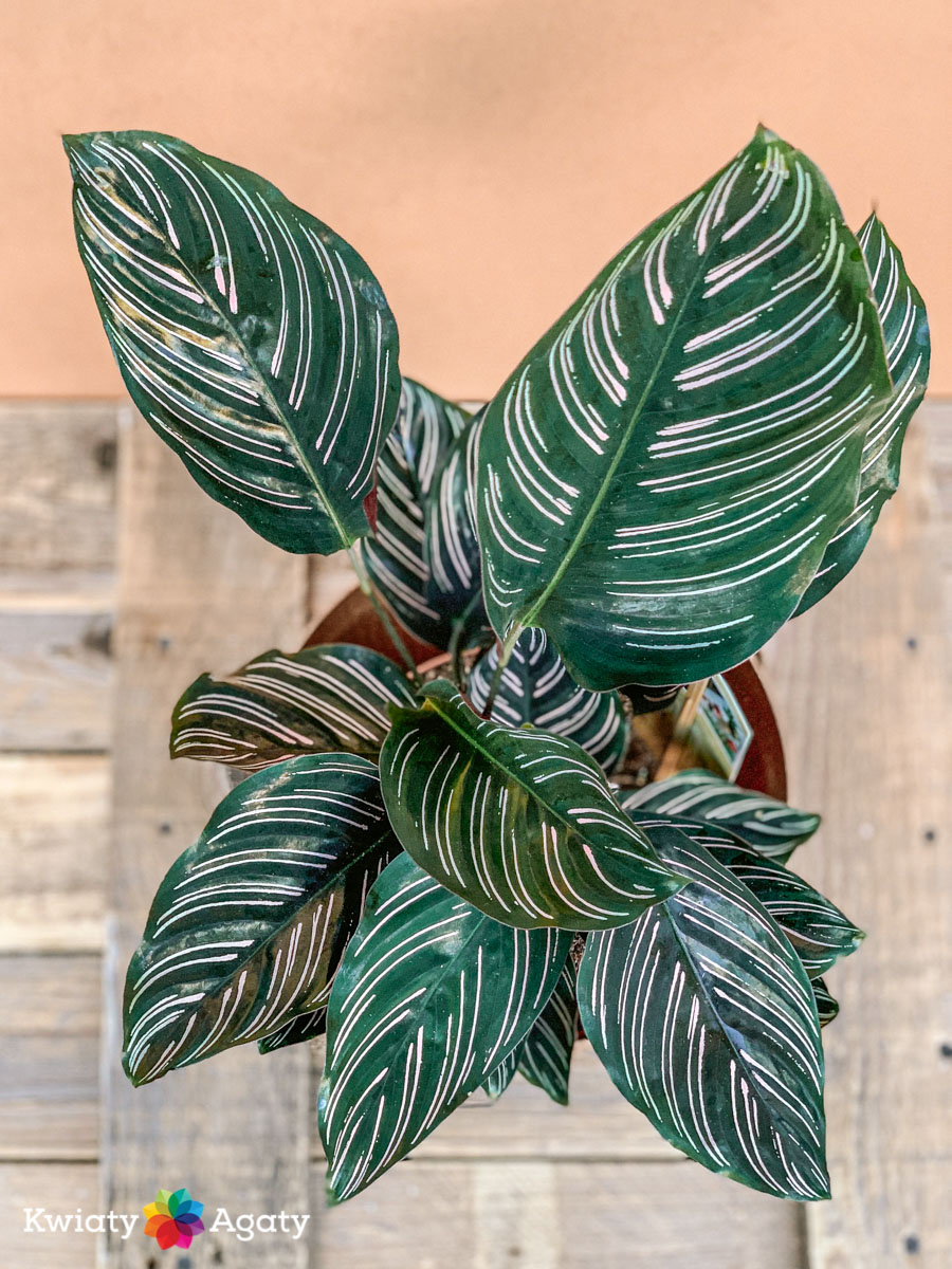 kwiatyagaty-calathea-sanderiana-4