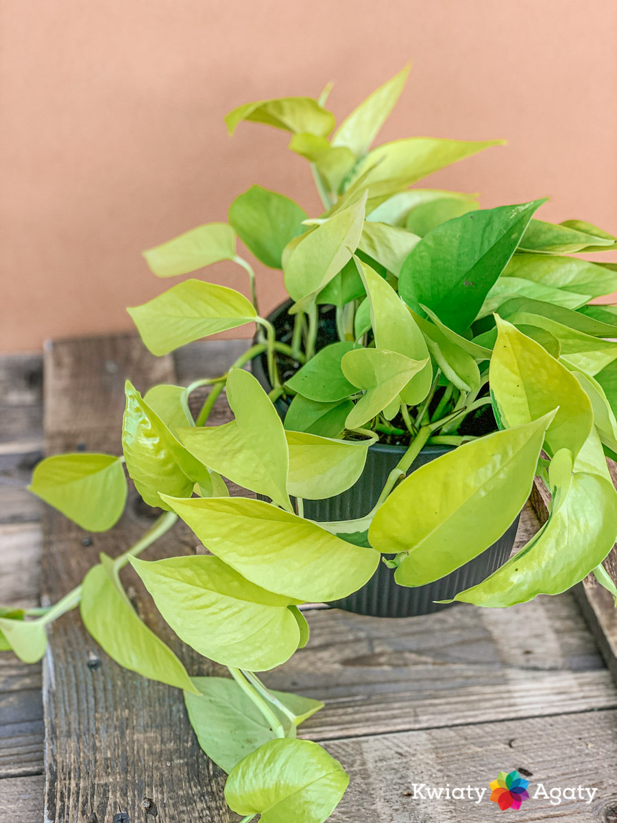 kwiatyagaty-epipremnum-neon-2