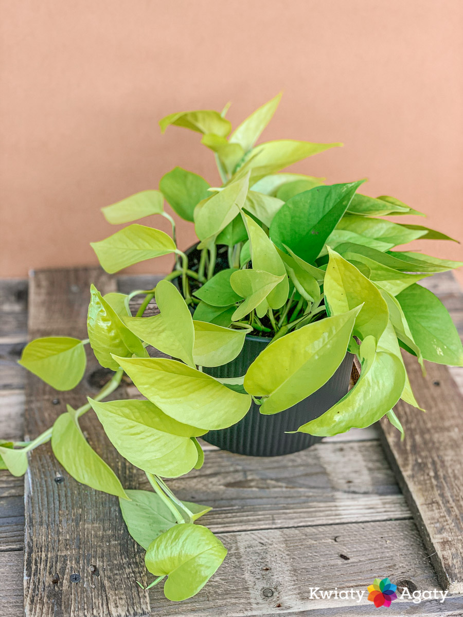 kwiatyagaty-epipremnum-neon-3