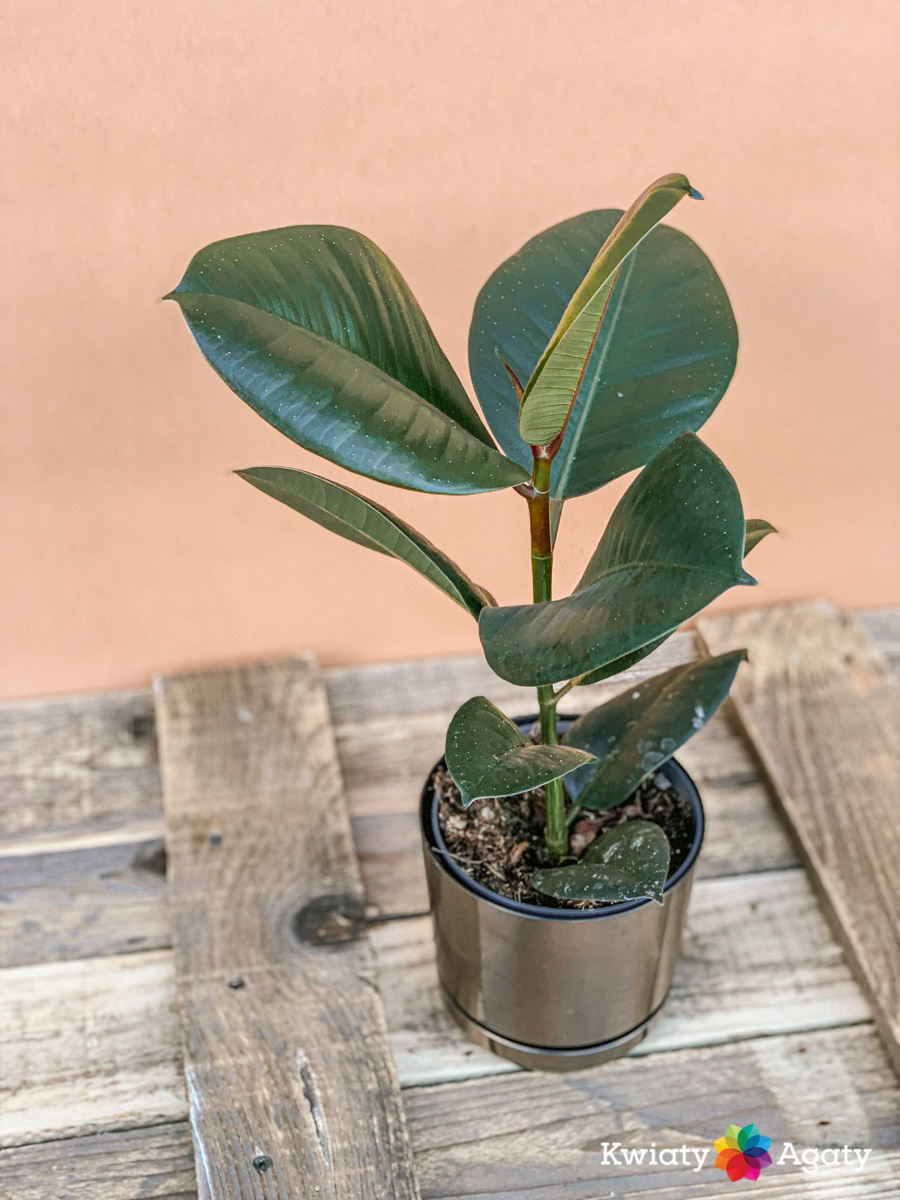 kwiatyagaty-ficus-elastica-robusta-1