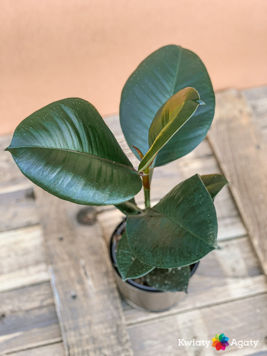 kwiatyagaty-ficus-elastica-robusta-2