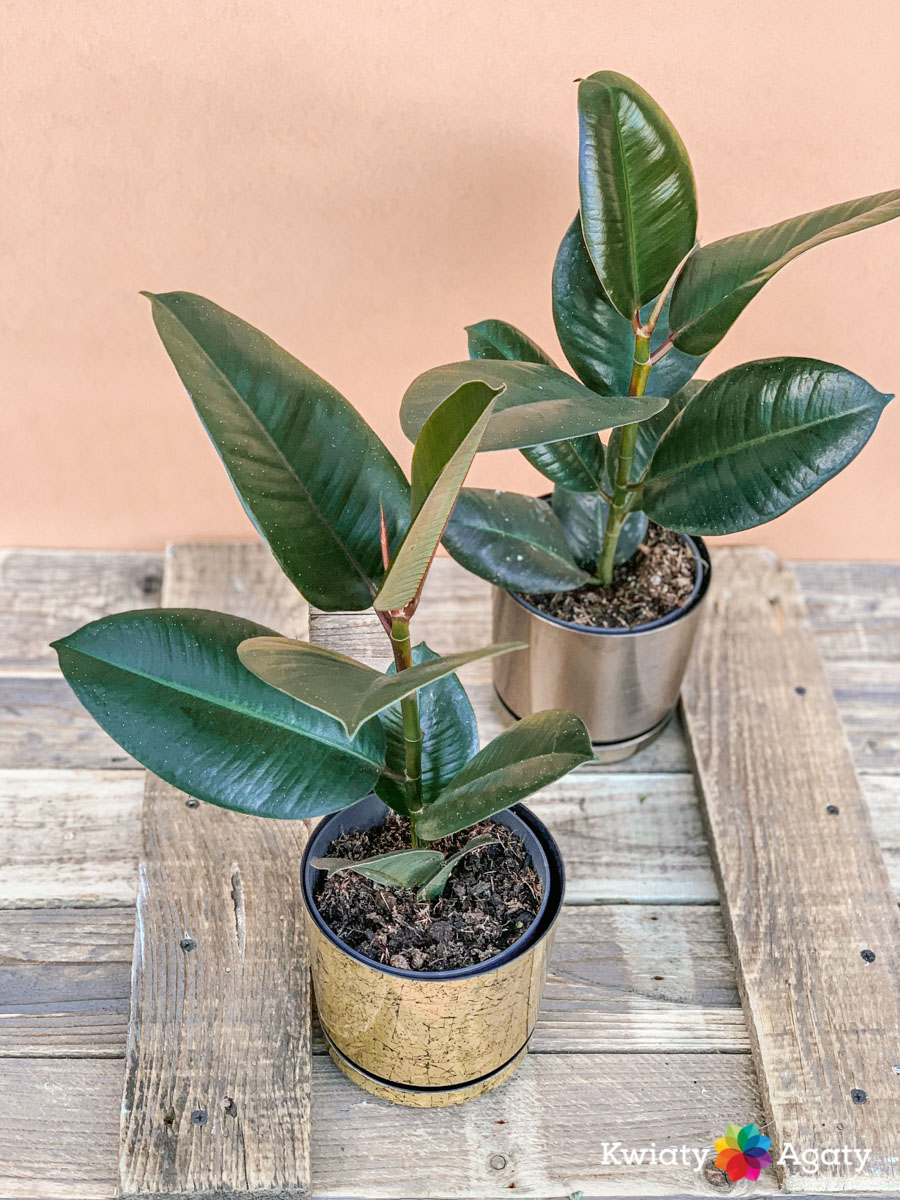 kwiatyagaty-ficus-elastica-robusta
