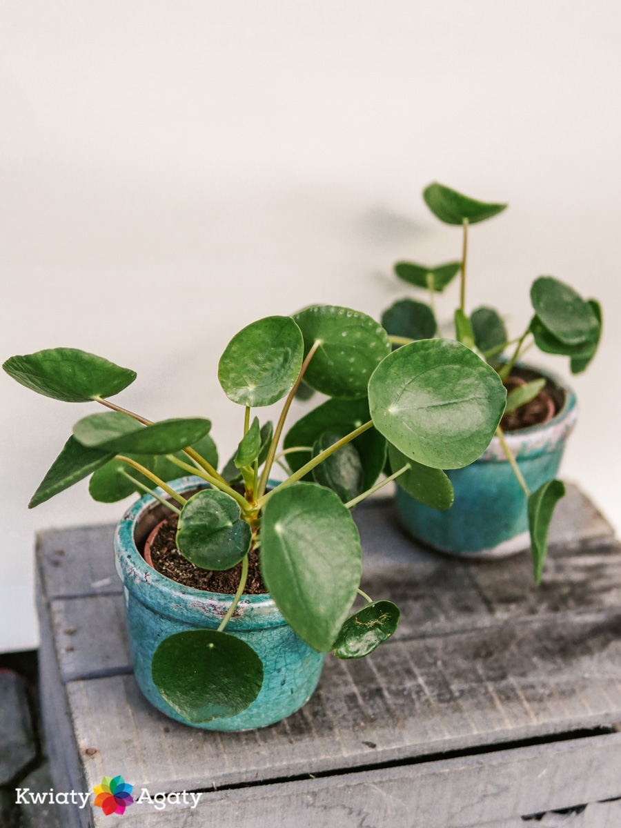 kwiatyagaty-pilea-1