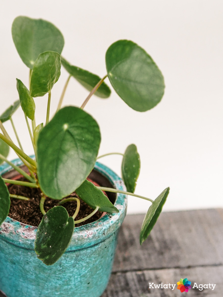kwiatyagaty-pilea-zbliz