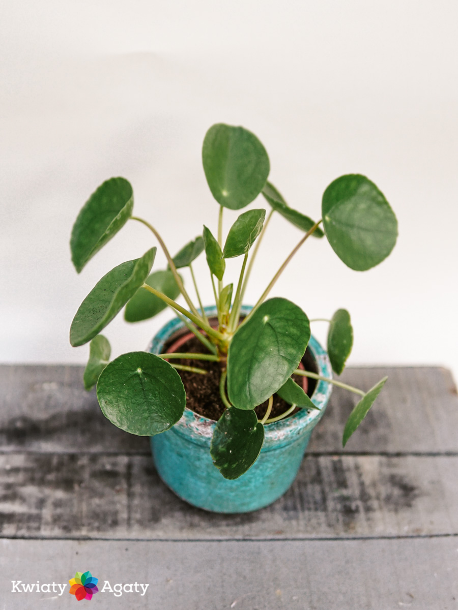 kwiatyagaty-pilea