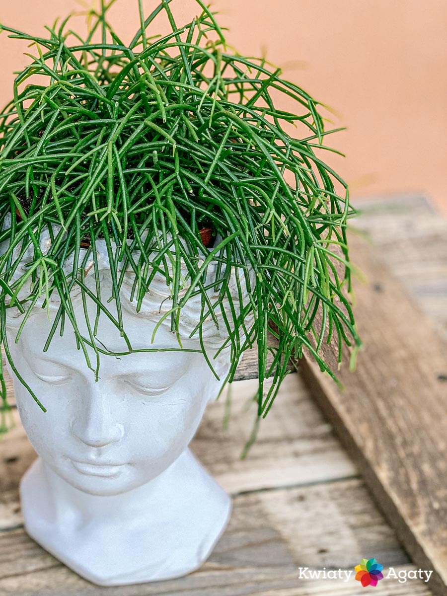 kwiatyagaty-rhipsalis-sredni-1