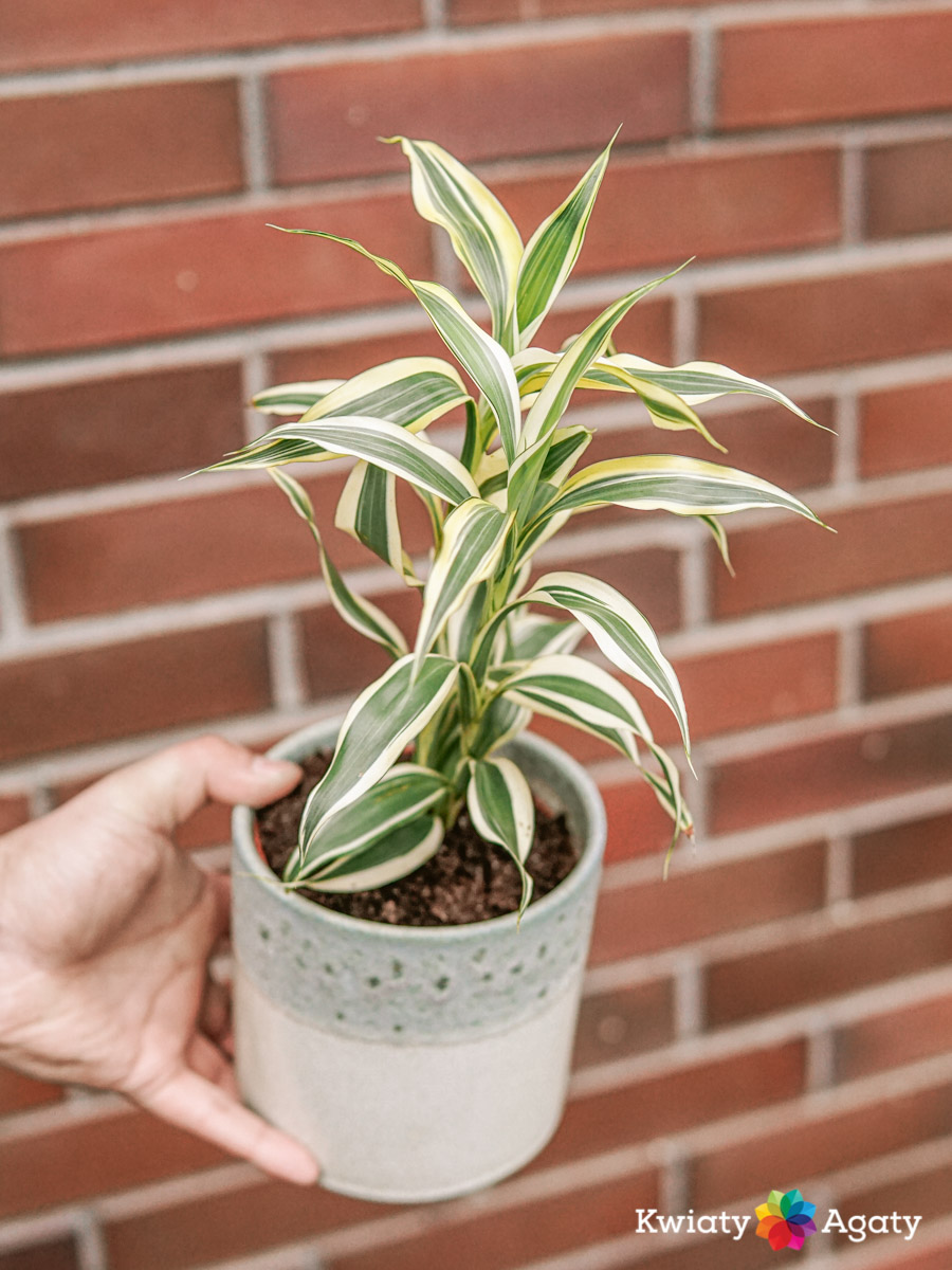 kwiatyagaty-sanderiana-dracena-1