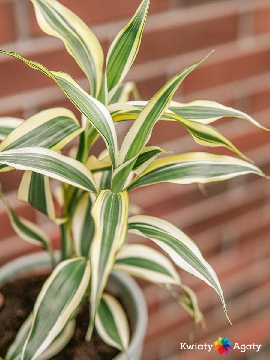 kwiatyagaty-sanderiana-dracena-2